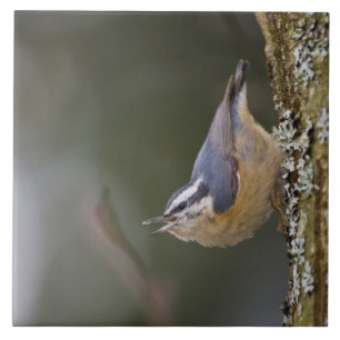 USA, Washington State, Red-brested Nuthatch, Tile