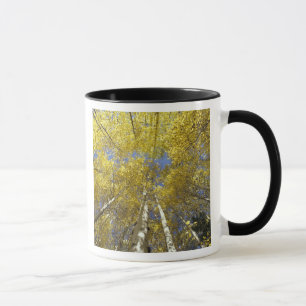 USA, Washington, Stevens Pass Fall-coloured aspen Mug