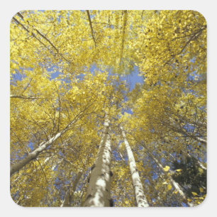 USA, Washington, Stevens Pass Fall-coloured aspen Square Sticker