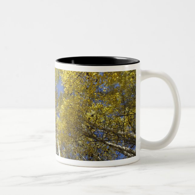 USA, Washington, Stevens Pass Fall-coloured aspen Two-Tone Coffee Mug (Right)