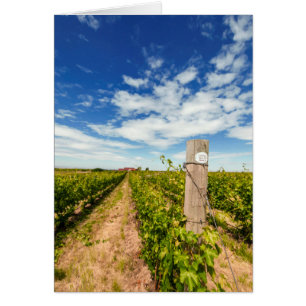 USA, Washington, Walla Walla. Cabernet Sauvignon