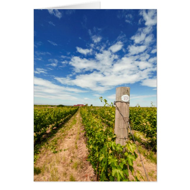 USA, Washington, Walla Walla. Cabernet Sauvignon (Front)