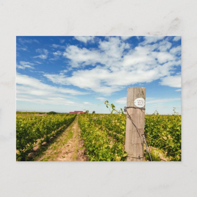 USA, Washington, Walla Walla. Cabernet Sauvignon Postcard (Front)