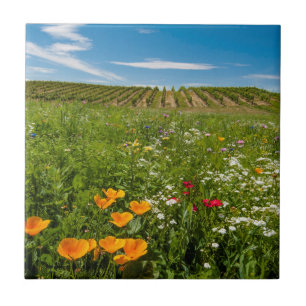 USA, Washington, Walla Walla. Wildflowers Tile