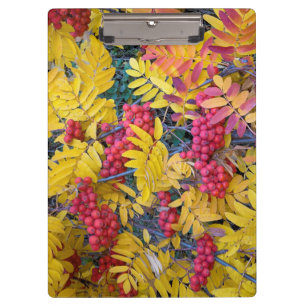 USA, Washington, Western Mountain Ash, Okanogan Clipboard