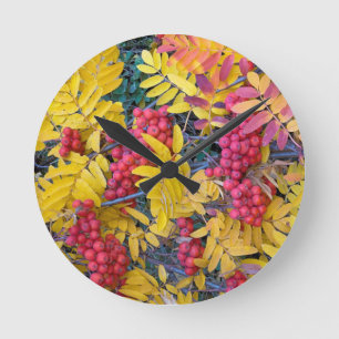 USA, Washington, Western Mountain Ash, Okanogan Round Clock