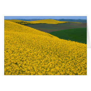 USA, Washington, Whitman County, Palouse, Canola