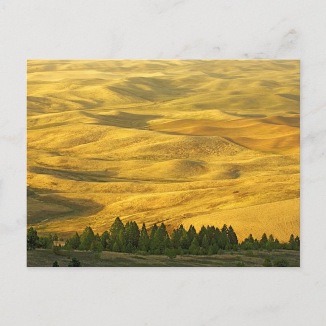 USA, Washington, Whitman County, Palouse, Wheat Postcard (Front)