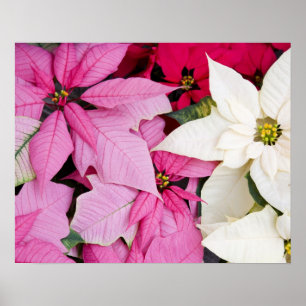 USA, Washington, Woodinville, Molbak's Nursery, 2 Poster