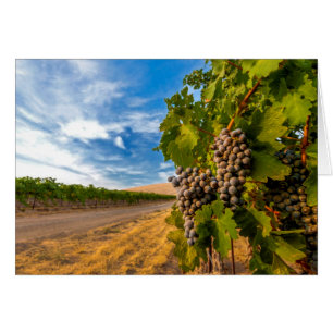 USA, Washington, Yakima Valley. Merlot Grapes