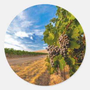 USA, Washington, Yakima Valley. Merlot Grapes Classic Round Sticker