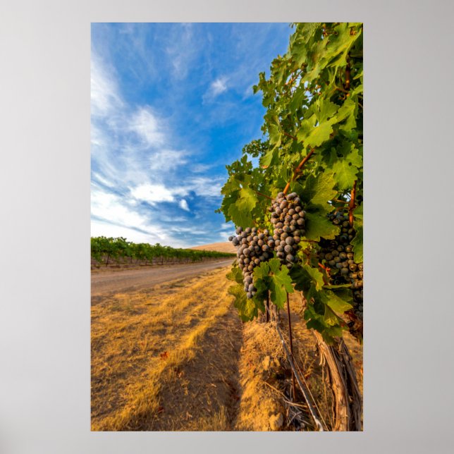 USA, Washington, Yakima Valley. Merlot Grapes Poster