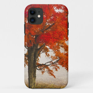 USA, West Virginia, Davis. Red maple in autumn iPhone 11 Case