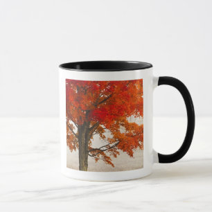 USA, West Virginia, Davis. Red maple in autumn Mug