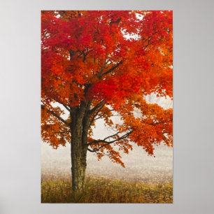 USA, West Virginia, Davis. Red maple in autumn Poster