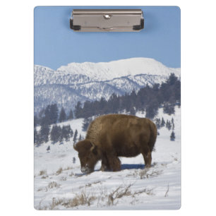 USA, WY, Yellowstone NP, American Bison Bison Clipboard