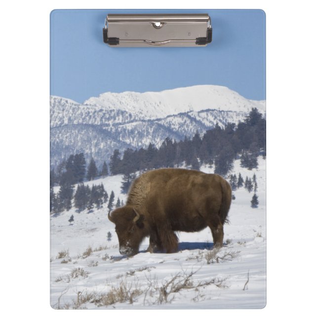 USA, WY, Yellowstone NP, American Bison Bison Clipboard (Front)