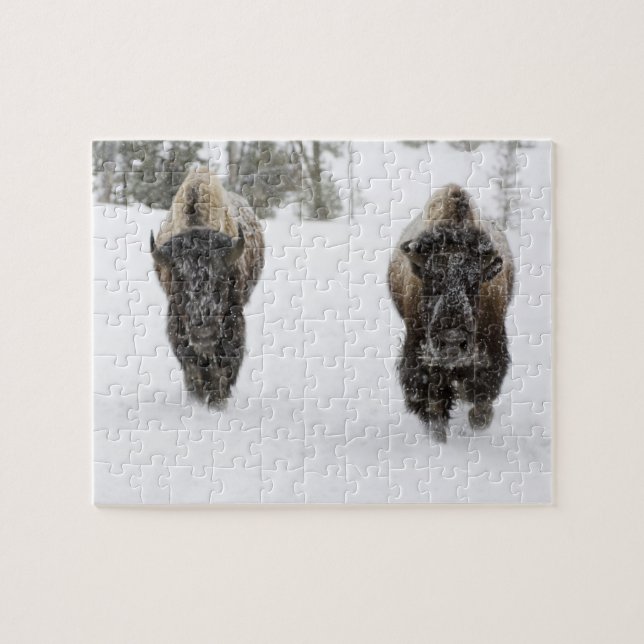 USA, WY, Yellowstone NP, American Bison (Bison Jigsaw Puzzle (Horizontal)