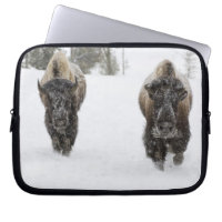 USA, WY, Yellowstone NP, American Bison (Bison