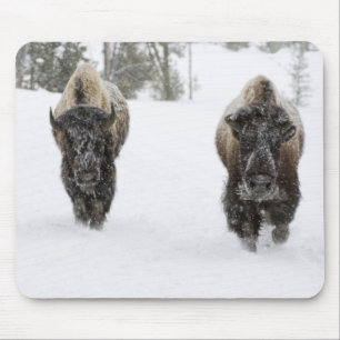 USA, WY, Yellowstone NP, American Bison (Bison Mouse Pad