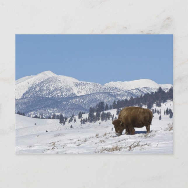 USA, WY, Yellowstone NP, American Bison Bison Postcard (Front)