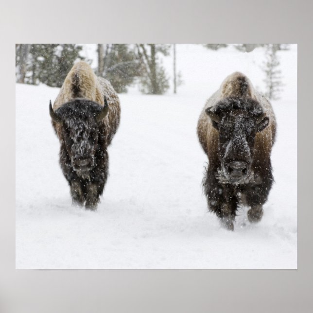 USA, WY, Yellowstone NP, American Bison (Bison Poster (Front)