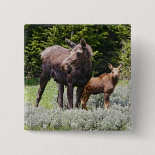 USA, Wyoming, Bighorn Mountains, moose Alces 2 Inch Square Button
