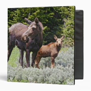USA, Wyoming, Bighorn Mountains, moose Alces Binder