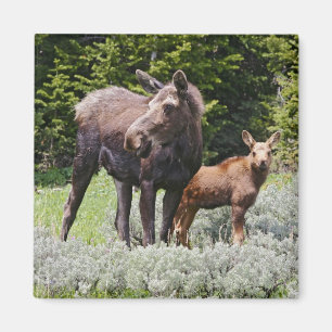 USA, Wyoming, Bighorn Mountains, moose Alces Magnet