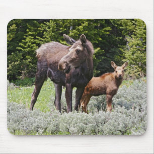 USA, Wyoming, Bighorn Mountains, moose Alces Mouse Pad