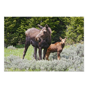 USA, Wyoming, Bighorn Mountains, moose Alces Photo Print