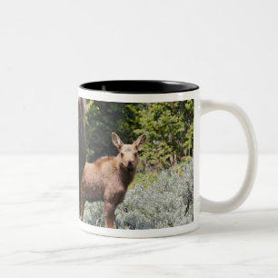 USA, Wyoming, Bighorn Mountains, moose Alces Two-Tone Coffee Mug