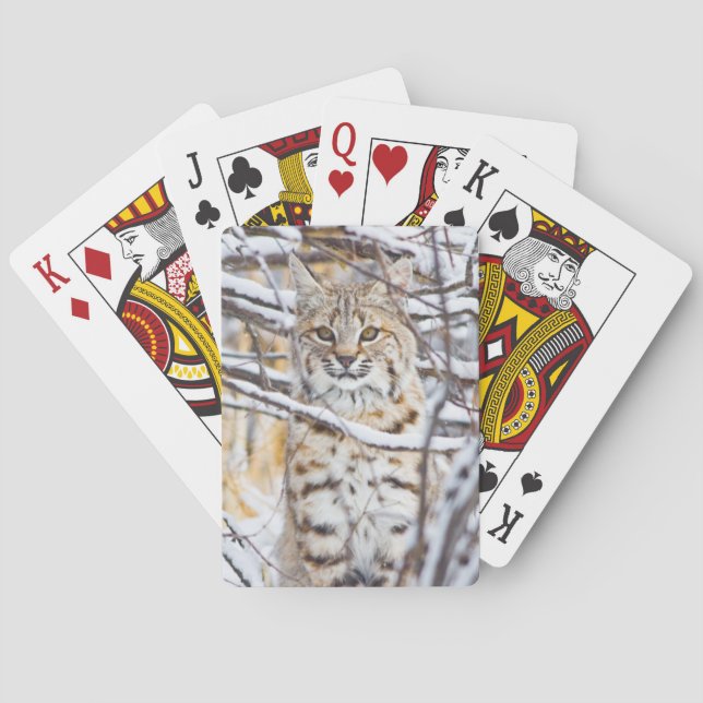 USA, Wyoming, Bobcat Playing Cards (Back)