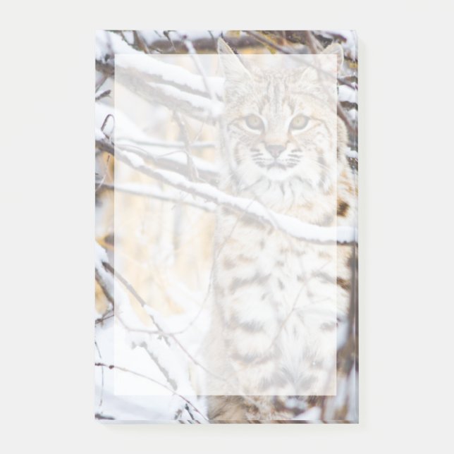 USA, Wyoming, Bobcat Post-it Notes (Front)