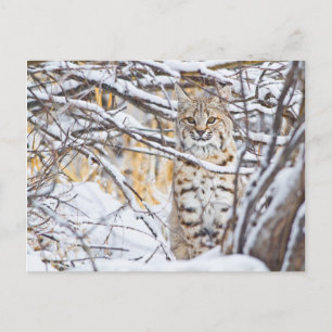 USA, Wyoming, Bobcat Postcard