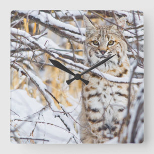 USA, Wyoming, Bobcat sitting in snow-covered Square Wall Clock
