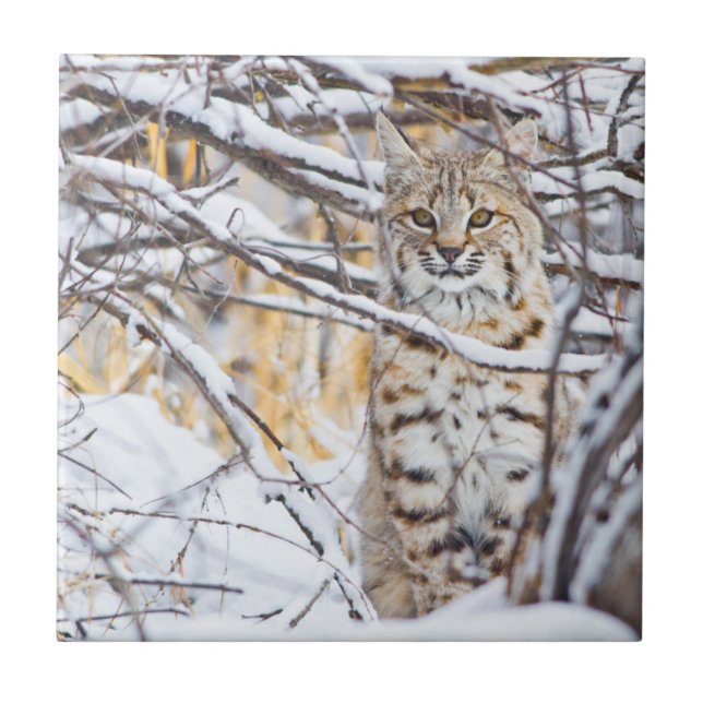 USA, Wyoming, Bobcat Tile (Front)