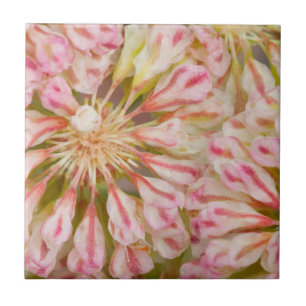 USA, Wyoming, Buckwheat wildflower close-up Tile