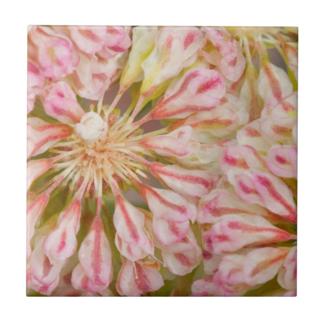 USA, Wyoming, Buckwheat wildflower close-up Tile (Front)