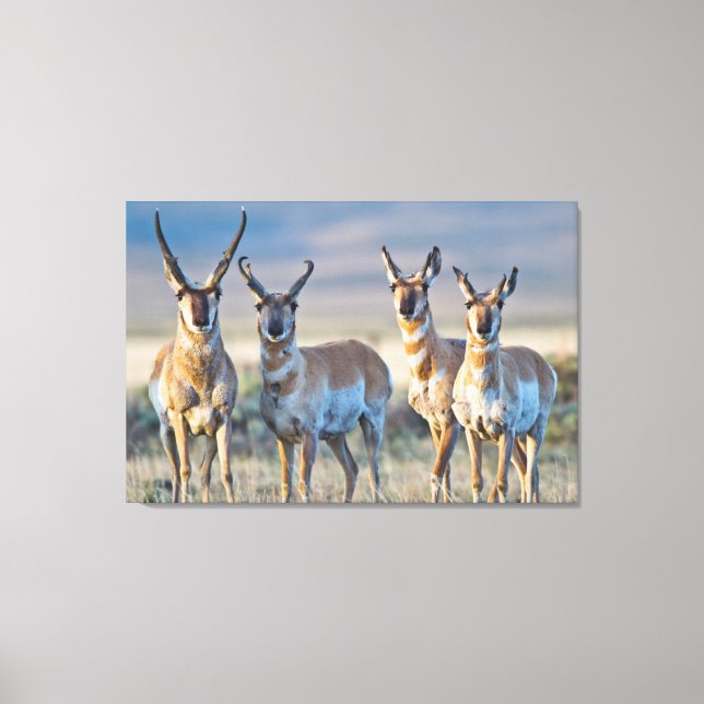 USA, Wyoming, Four Pronghorn antelope bucks Canvas Print (Front)