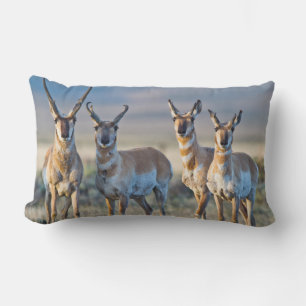 USA, Wyoming, Four Pronghorn antelope bucks Lumbar Pillow