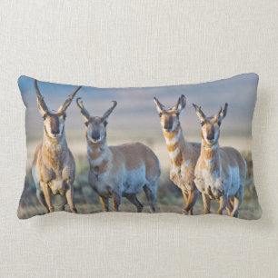 USA, Wyoming, Four Pronghorn antelope bucks Lumbar Pillow