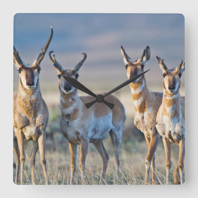USA, Wyoming, Four Pronghorn antelope bucks Square Wall Clock (Front)