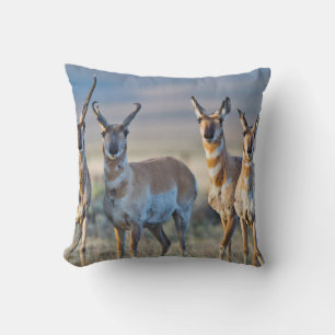 USA, Wyoming, Four Pronghorn antelope bucks Throw Pillow