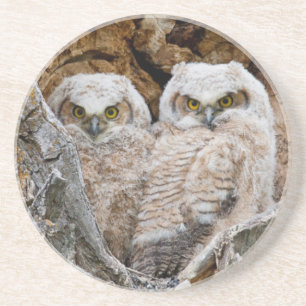 USA, Wyoming, Grand Teton National Park Coaster