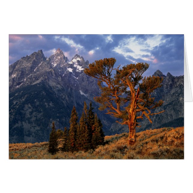 USA, Wyoming, Grand Teton NP. A lone cedar (Front Horizontal)