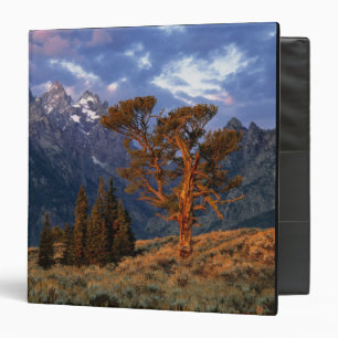 USA, Wyoming, Grand Teton NP. A lone cedar Binder