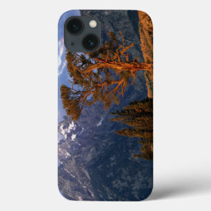 USA, Wyoming, Grand Teton NP. A lone cedar iPhone 13 Case