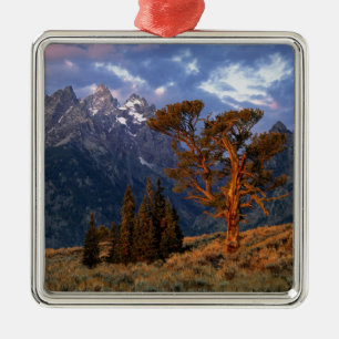 USA, Wyoming, Grand Teton NP. A lone cedar Metal Ornament