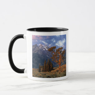 USA, Wyoming, Grand Teton NP. A lone cedar Mug